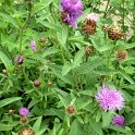 Centaurea nemoralis